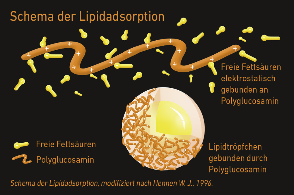 Schema der Lipidadsorption des Wirkstoffs Polyglucosamin