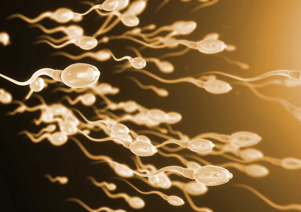 Übergewicht beeinflusst seine Fruchtbarkeit - Spermien - Sterolsan
